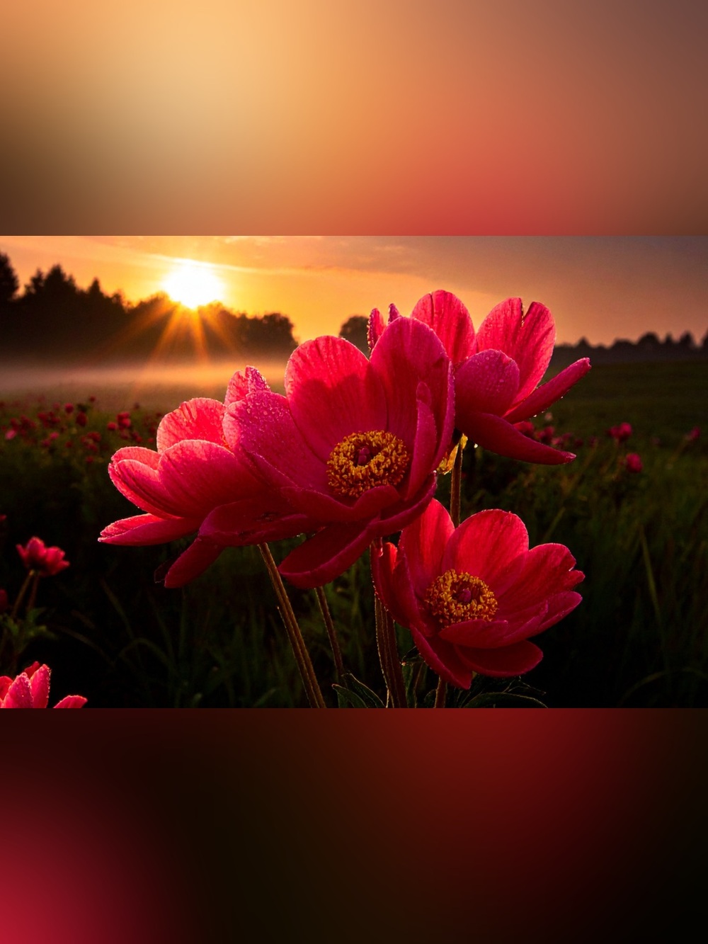 Sunset Red Floral Photography Print - Unbranded